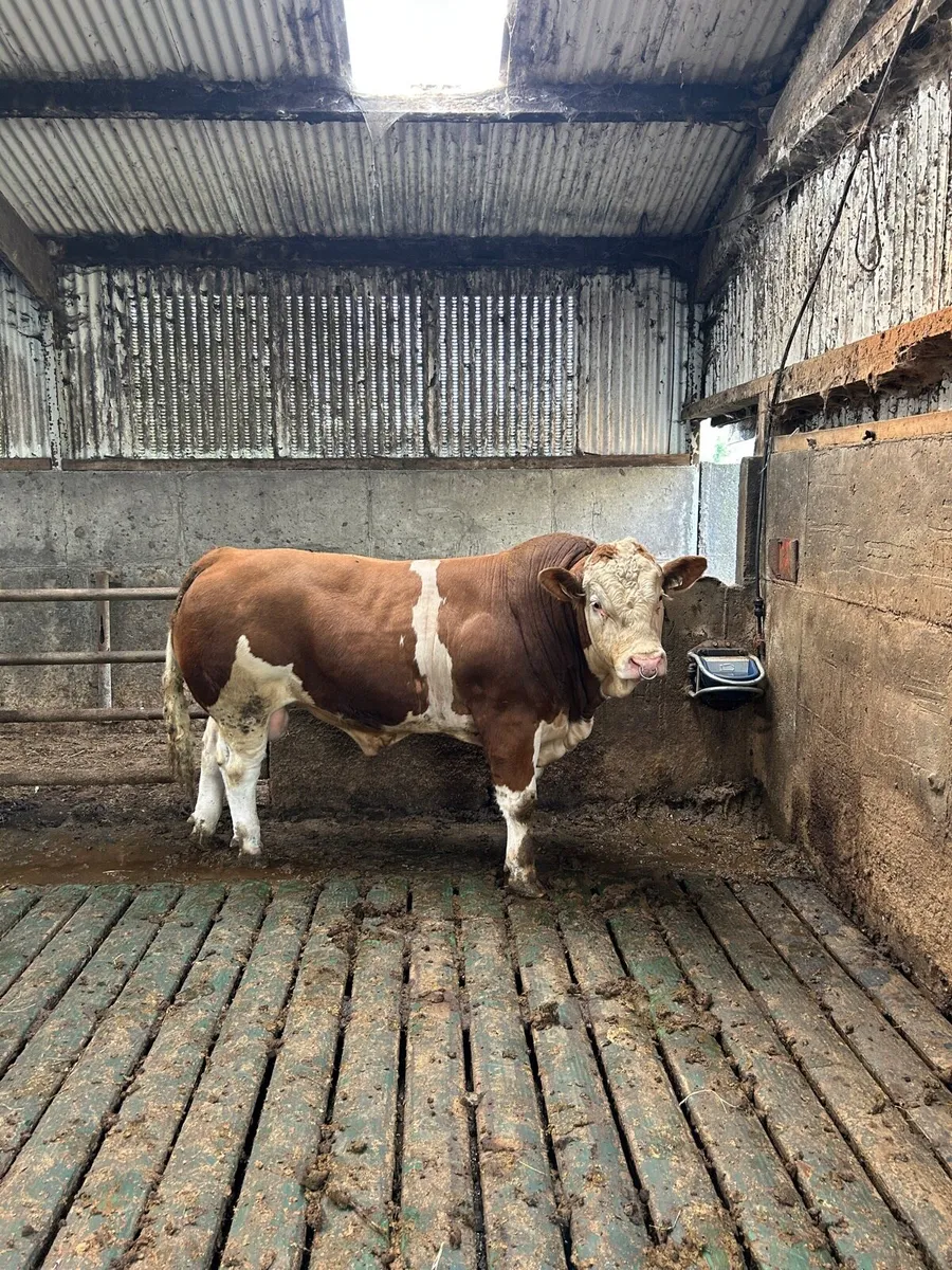 Pedigree Simmental Bull - Image 1