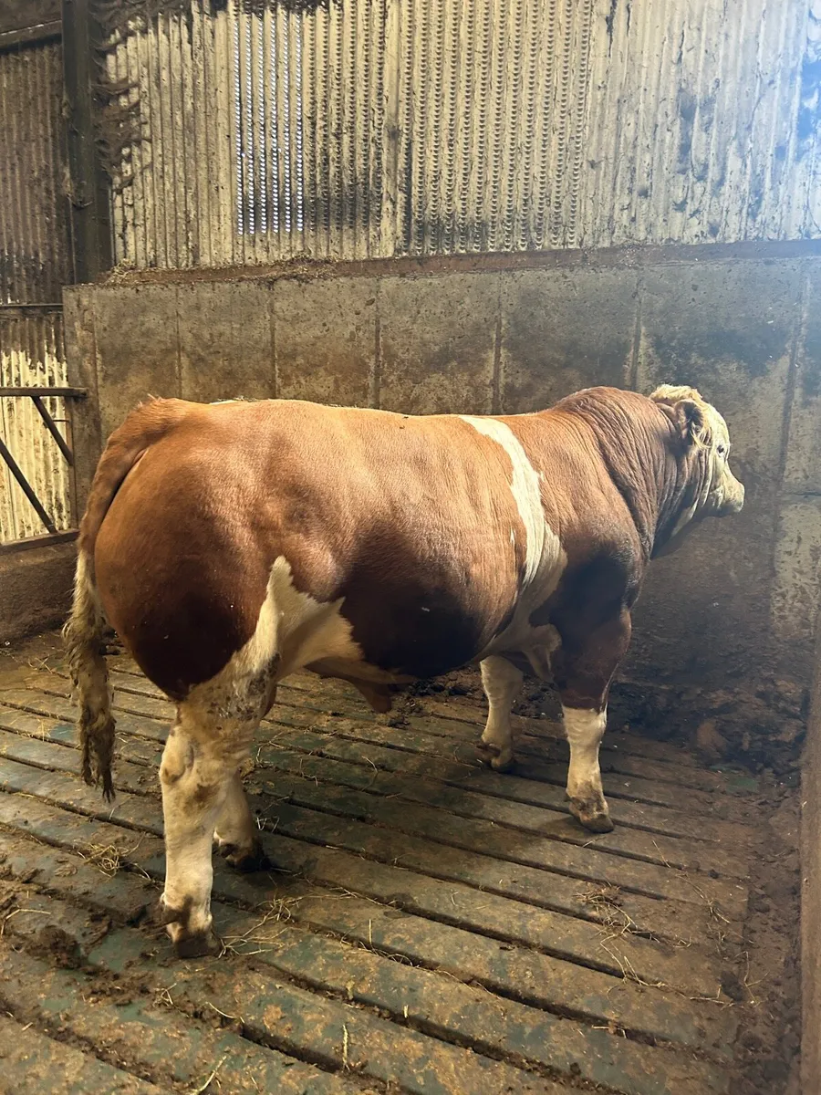 Pedigree Simmental Bull - Image 2