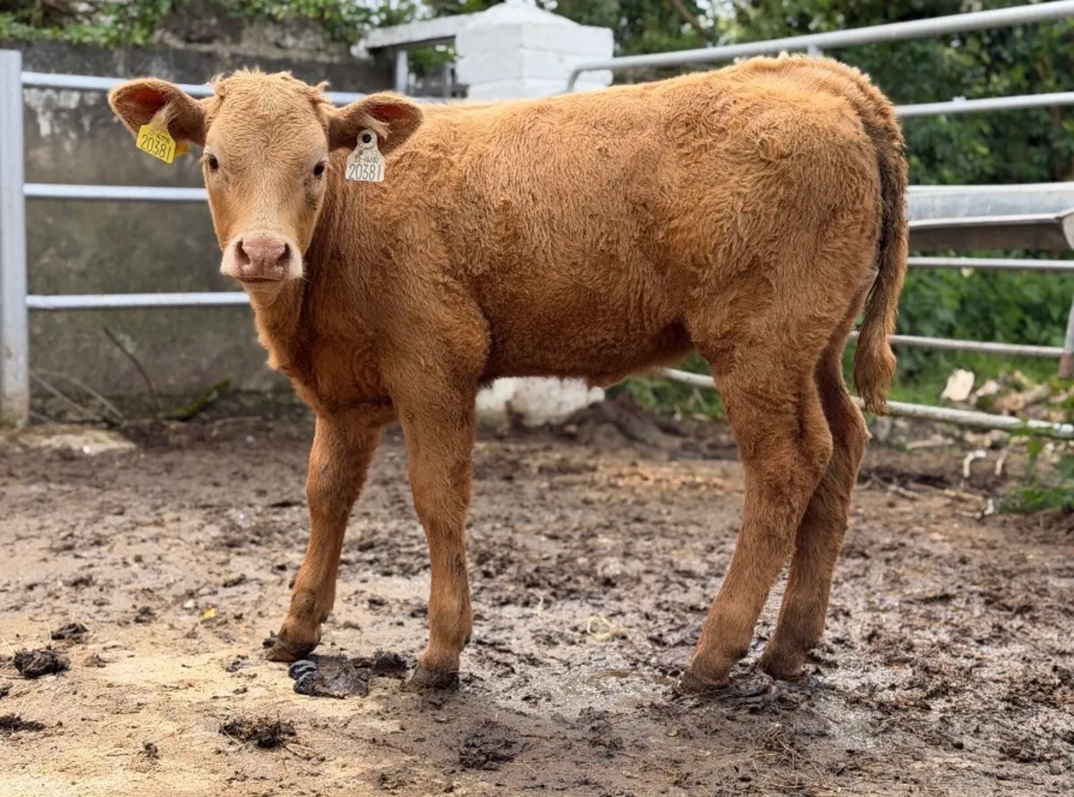 ⭐️Lovely Charlois heifer⭐️ - Image 1