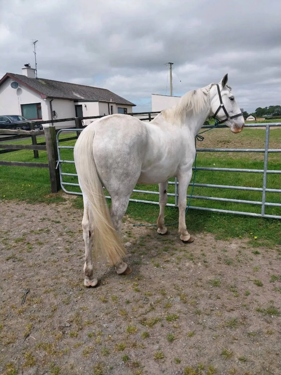 REGISTERED IRISH DRAUGHT MARE. - Image 1