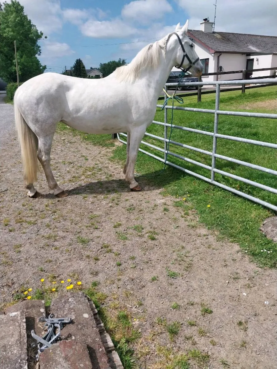 REGISTERED IRISH DRAUGHT MARE. - Image 2