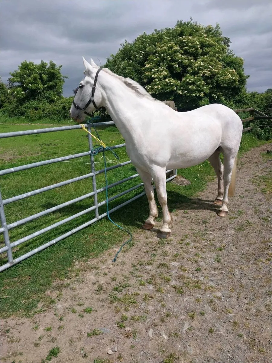 REGISTERED IRISH DRAUGHT MARE. - Image 3