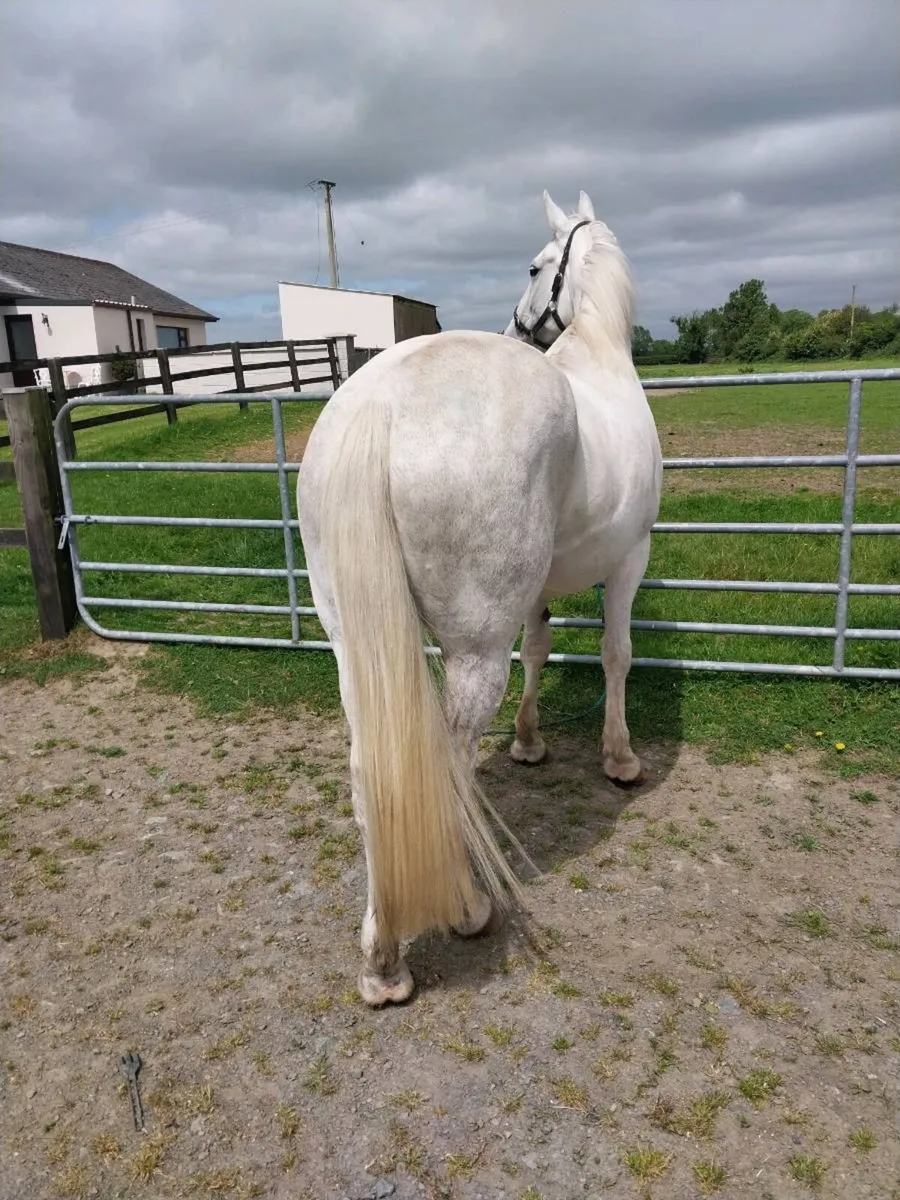 REGISTERED IRISH DRAUGHT MARE. - Image 4