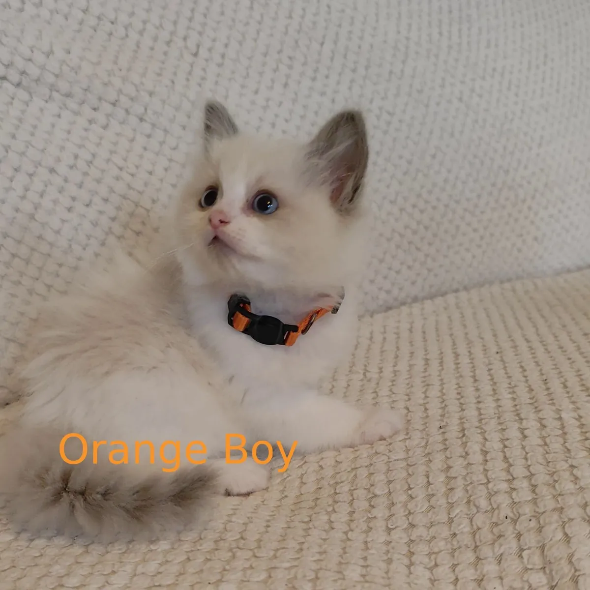 Beautiful Pedigree Ragdoll Kittens - Image 3