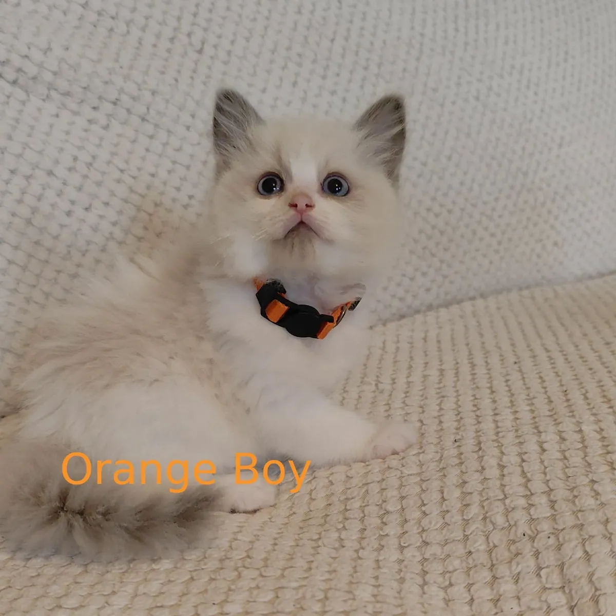 Beautiful Pedigree Ragdoll Kittens - Image 2