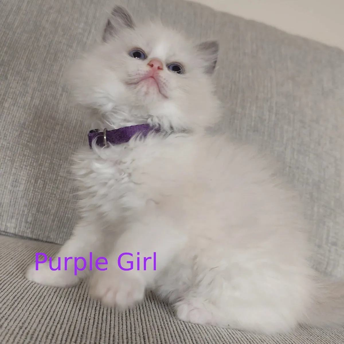 Beautiful Pedigree Ragdoll Kittens - Image 4