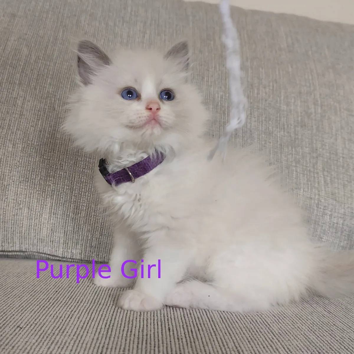 Beautiful Pedigree Ragdoll Kittens - Image 1