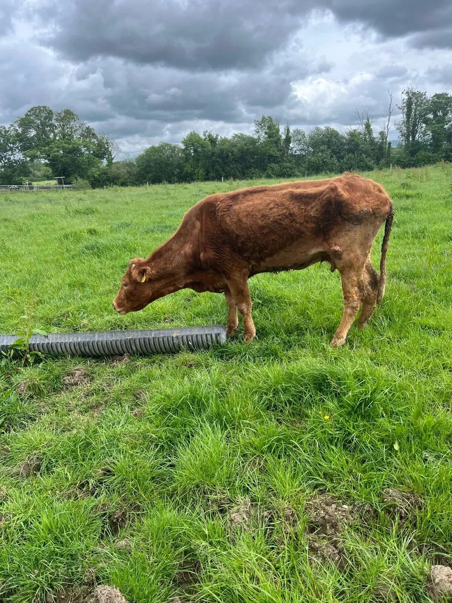 Cow - Image 2
