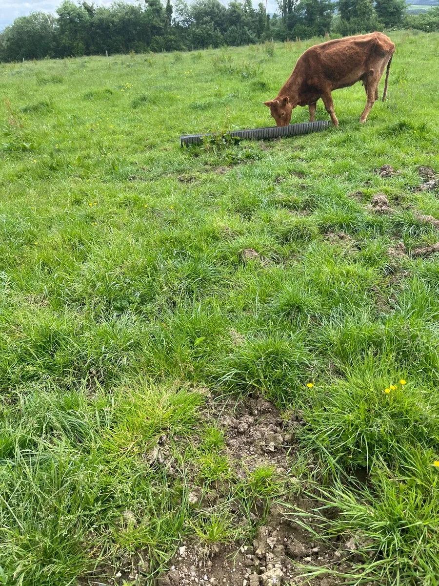 Cow - Image 1