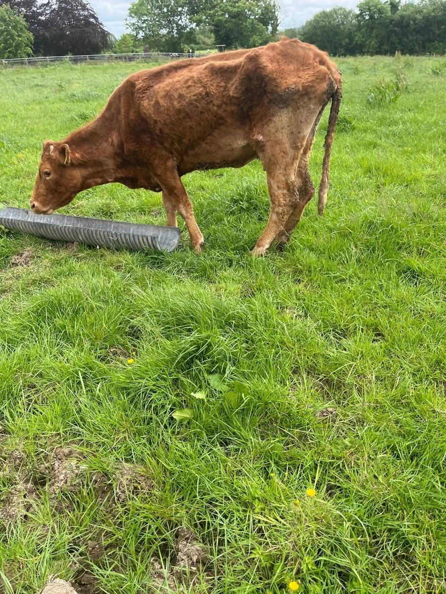Cow - Image 3