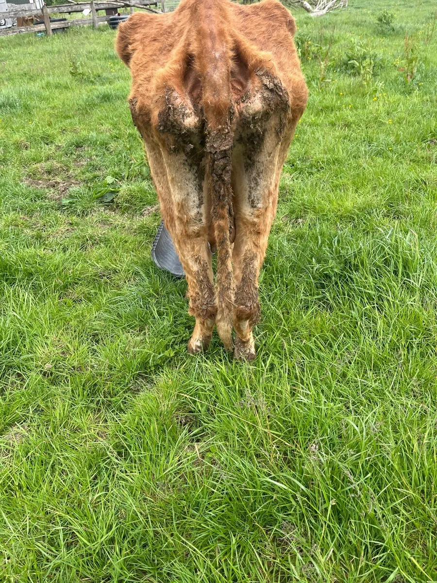 Cow - Image 4