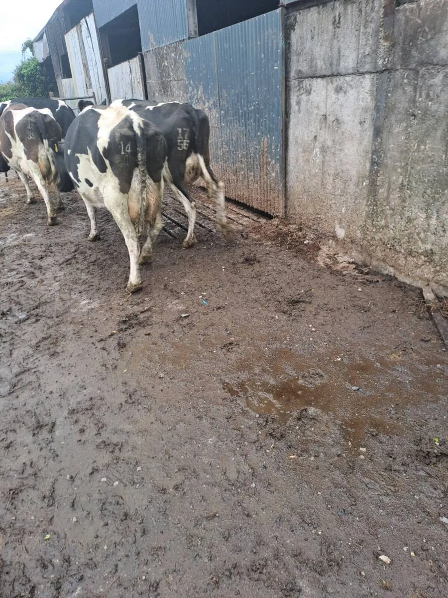 Dairy cows for milking and rearing calves - Image 1