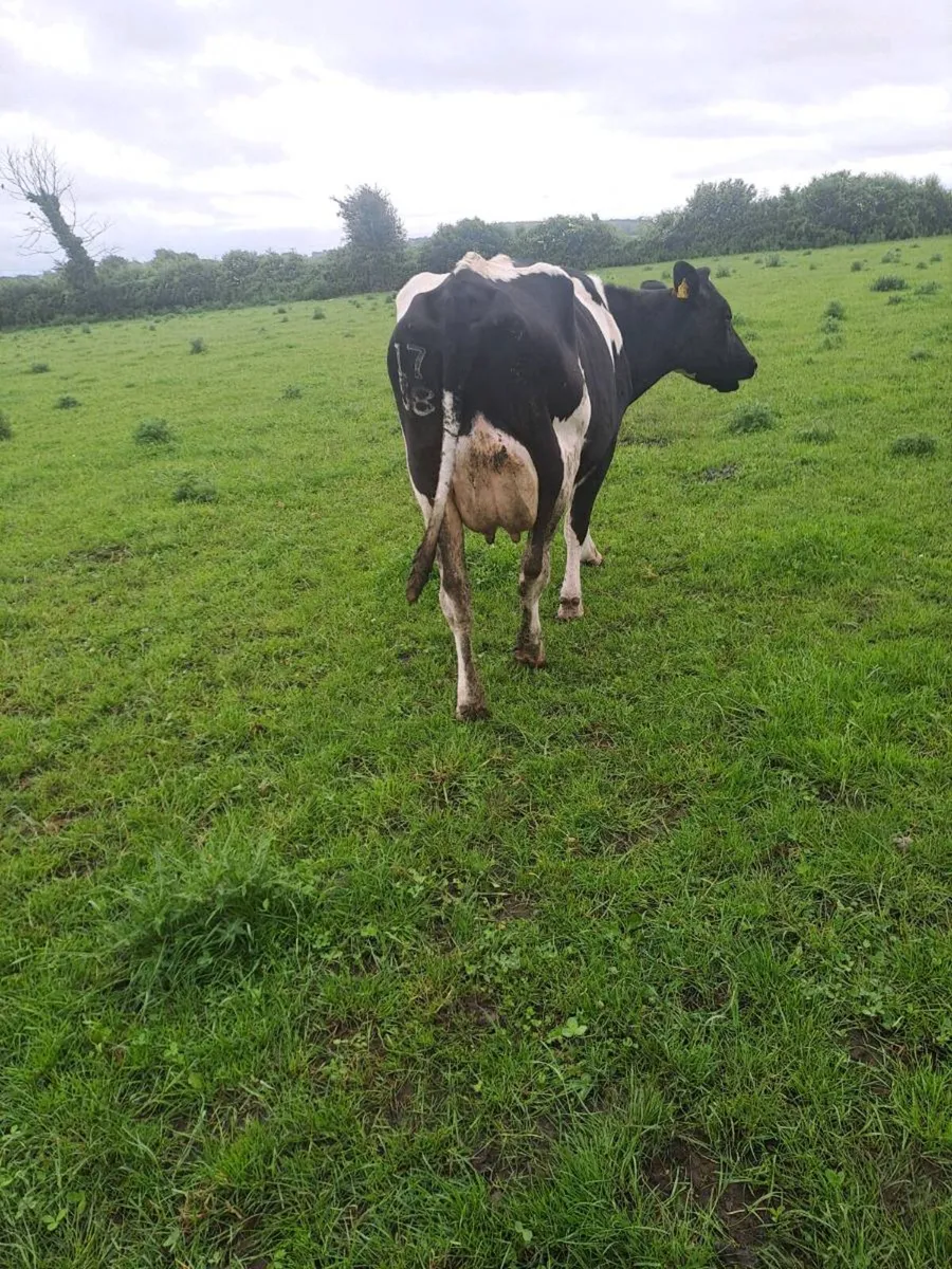 Dairy cows for milking and rearing calves - Image 2