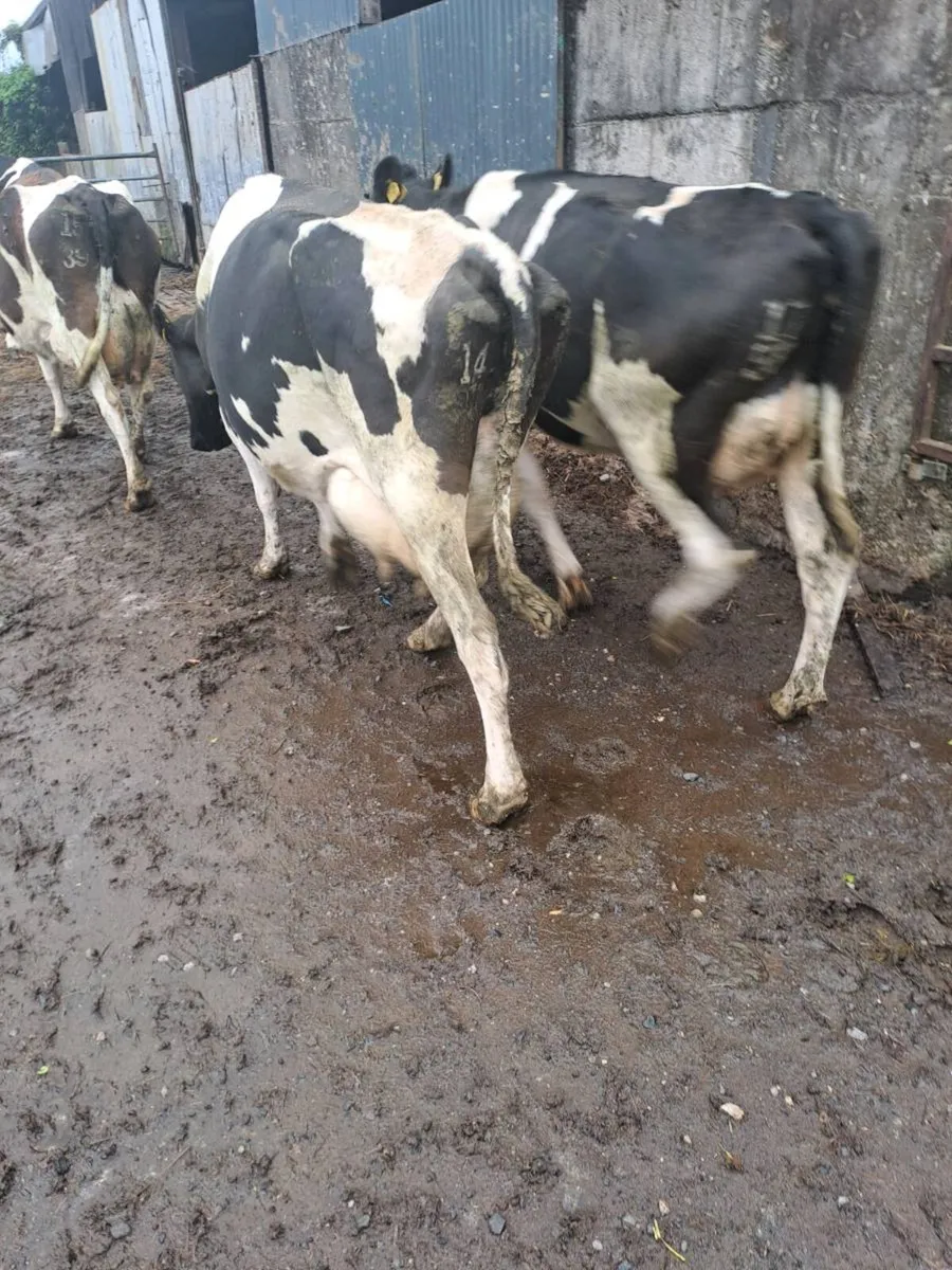 Dairy cows for milking and rearing calves - Image 3