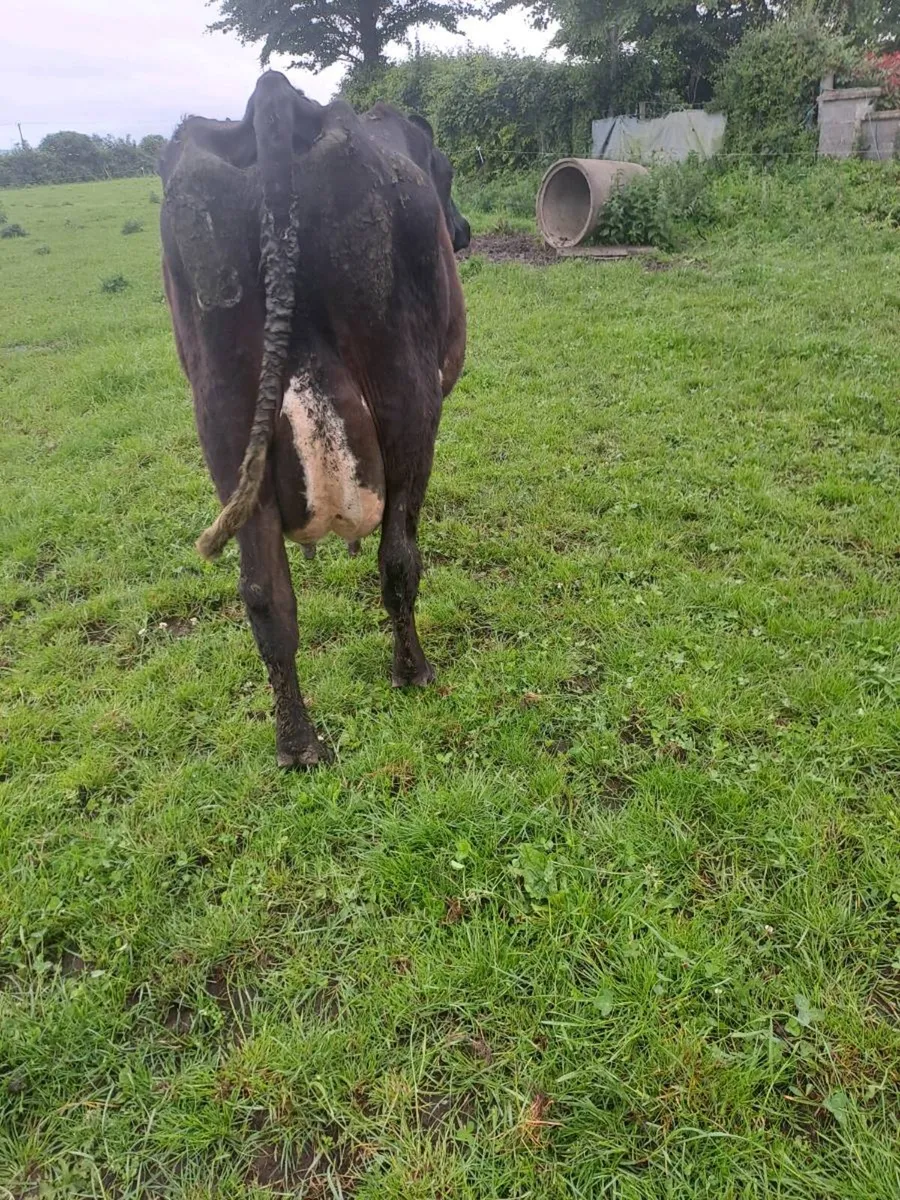 Dairy cows for milking and rearing calves - Image 4