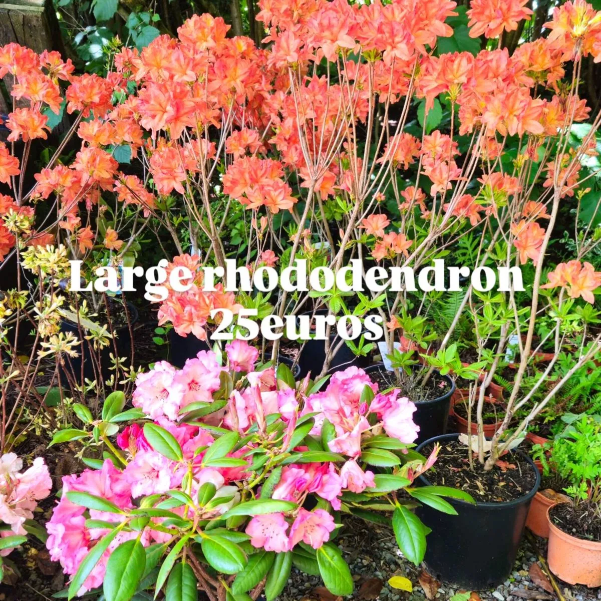 Large Rhododendron, Hydrangea Plants - Image 1