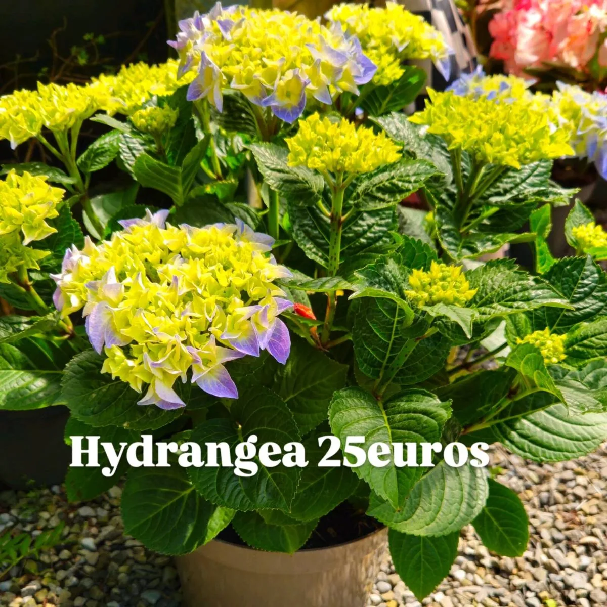 Large Rhododendron, Hydrangea Plants - Image 2