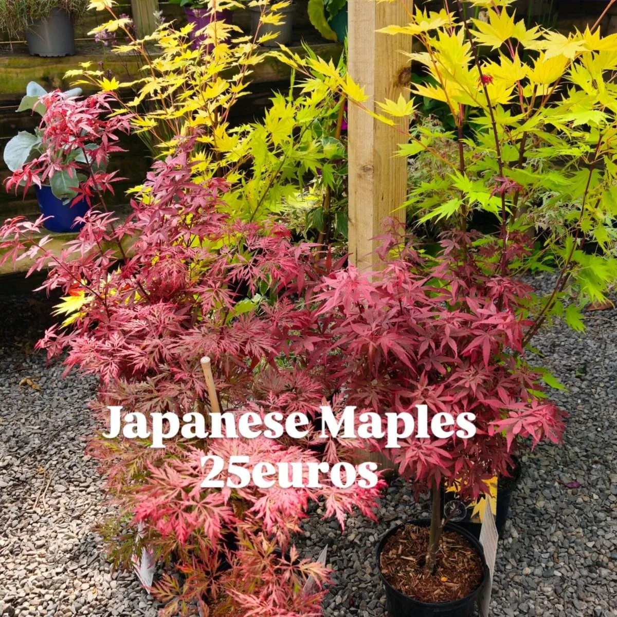 Large Rhododendron, Hydrangea Plants - Image 3