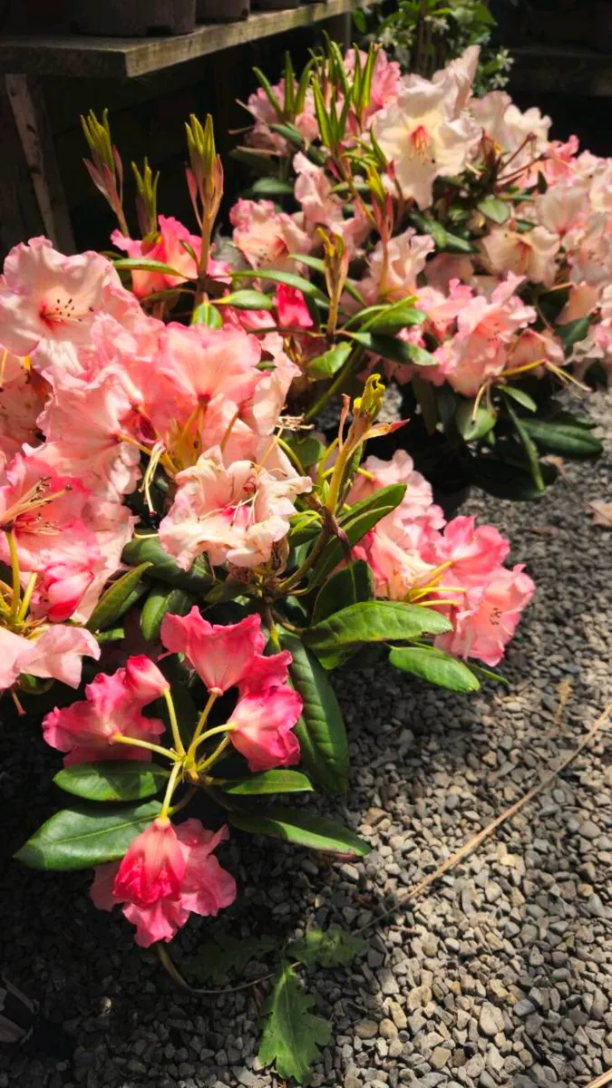Large Rhododendron, Hydrangea Plants - Image 4