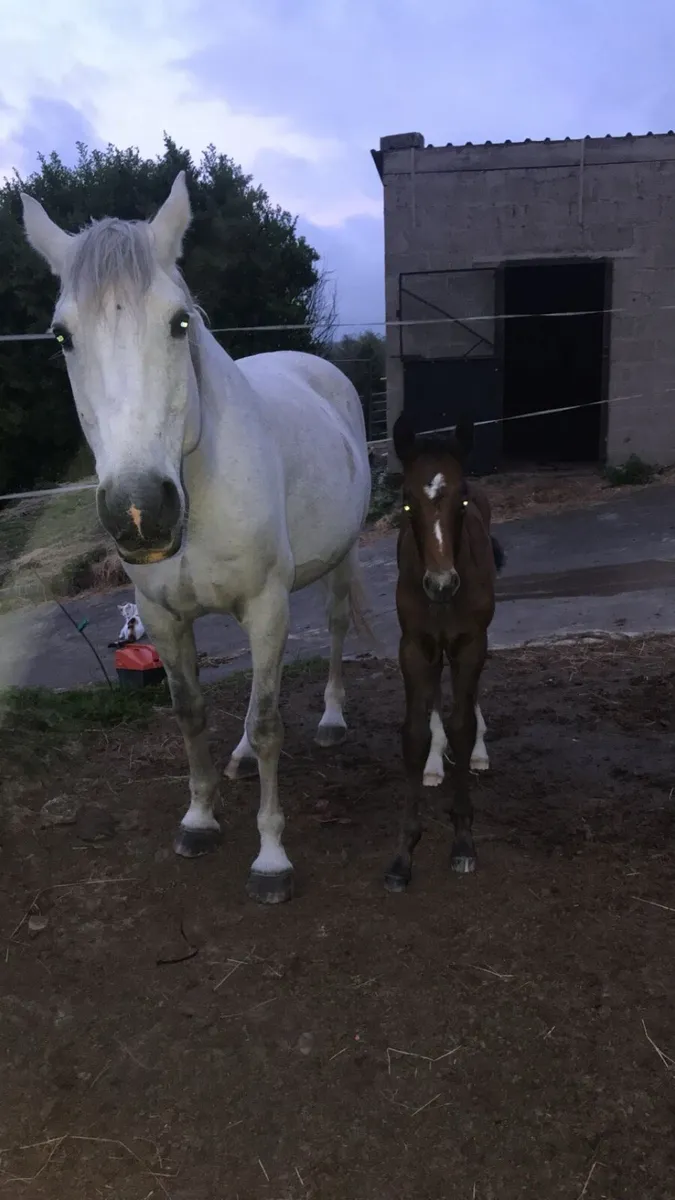 Broodmare - Image 4