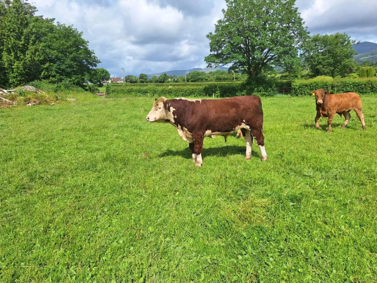 Pbr Hereford bull - Image 1