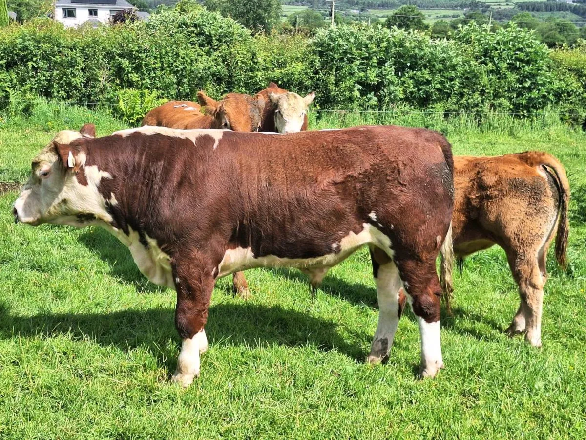 Pbr Hereford bull - Image 2