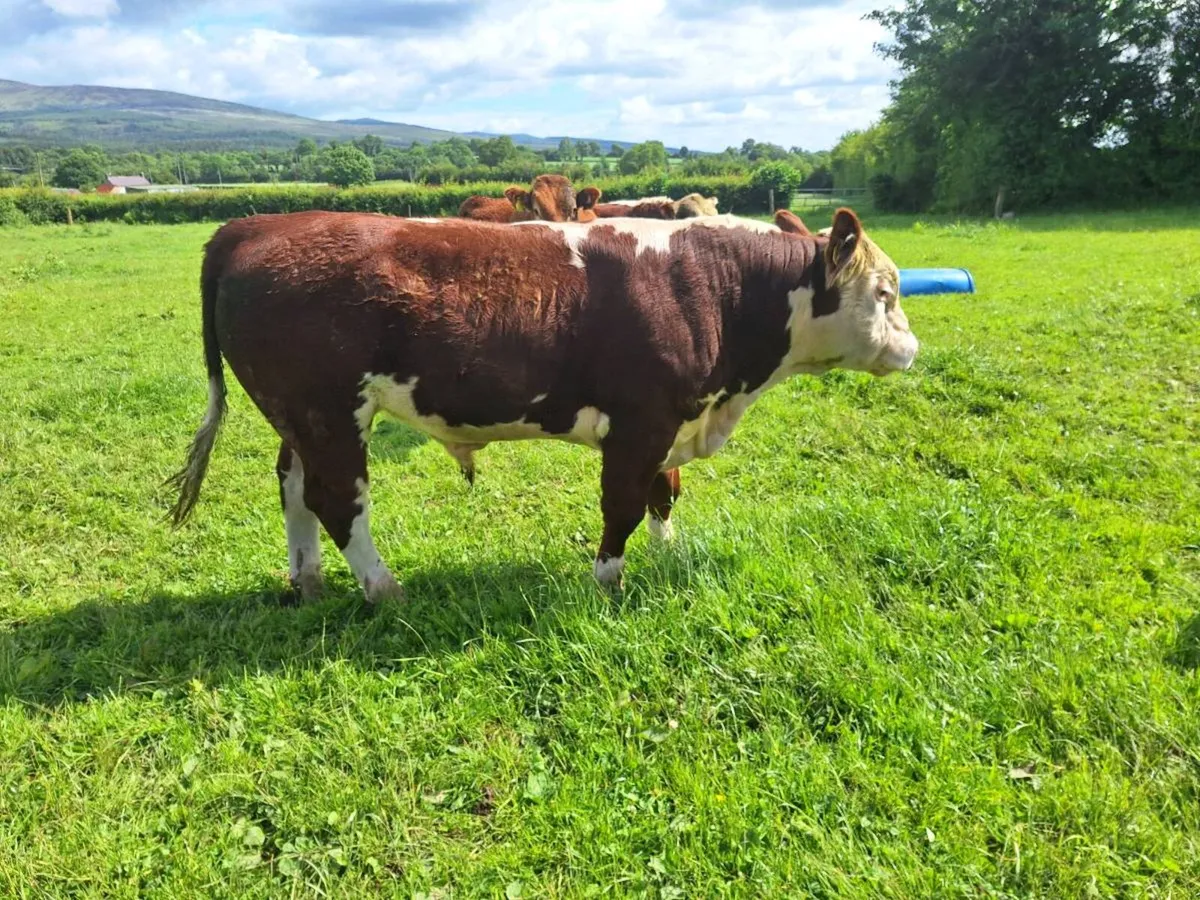 Pbr Hereford bull - Image 3