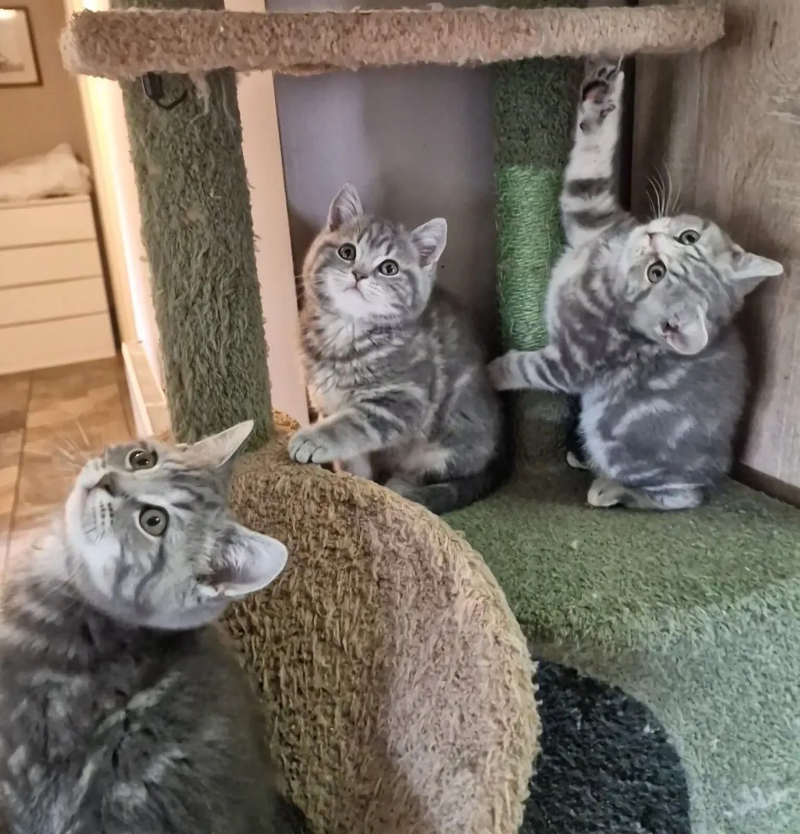 Scottish kittens - Image 2