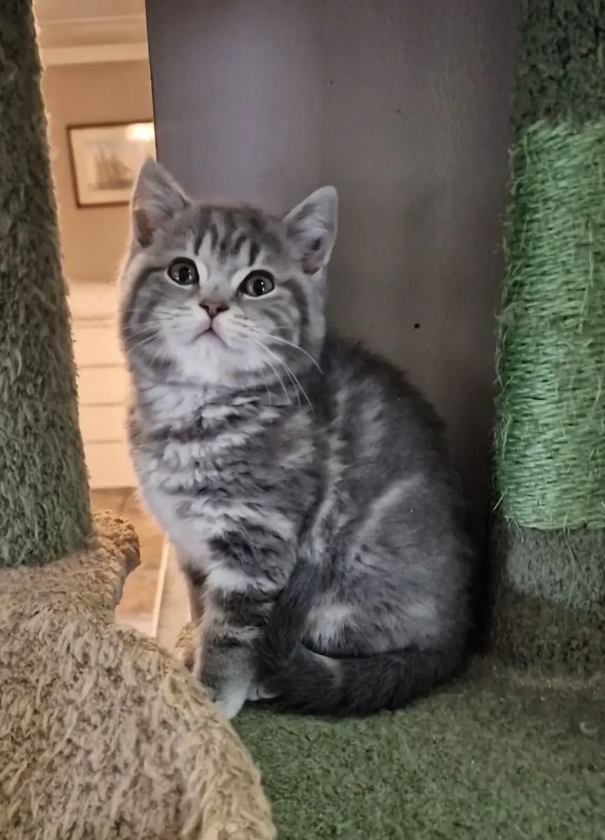 Scottish kittens - Image 3