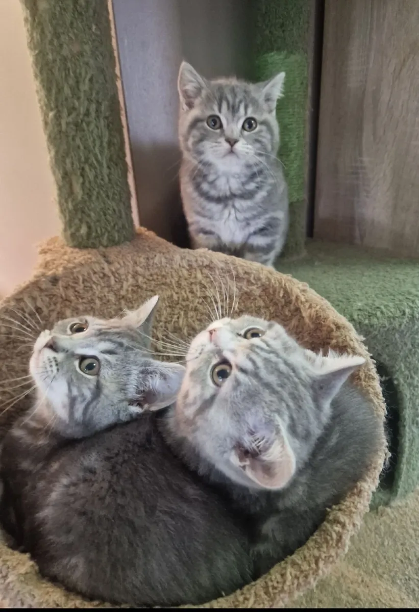 Scottish kittens - Image 4