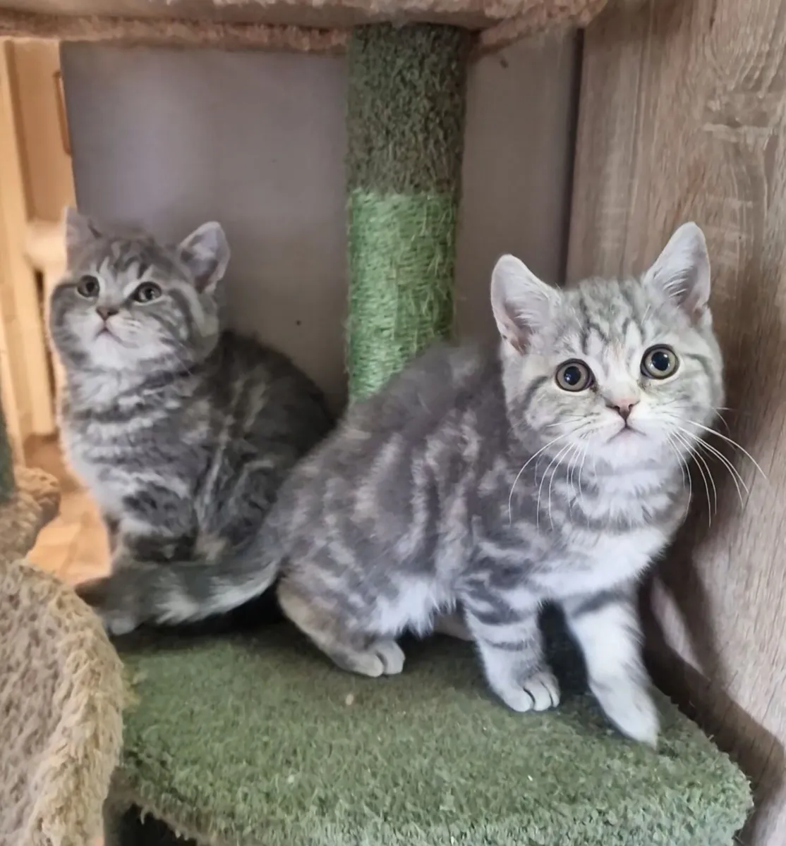 Scottish kittens - Image 1