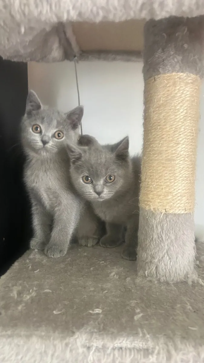 British Blue kittens purebred - Image 2