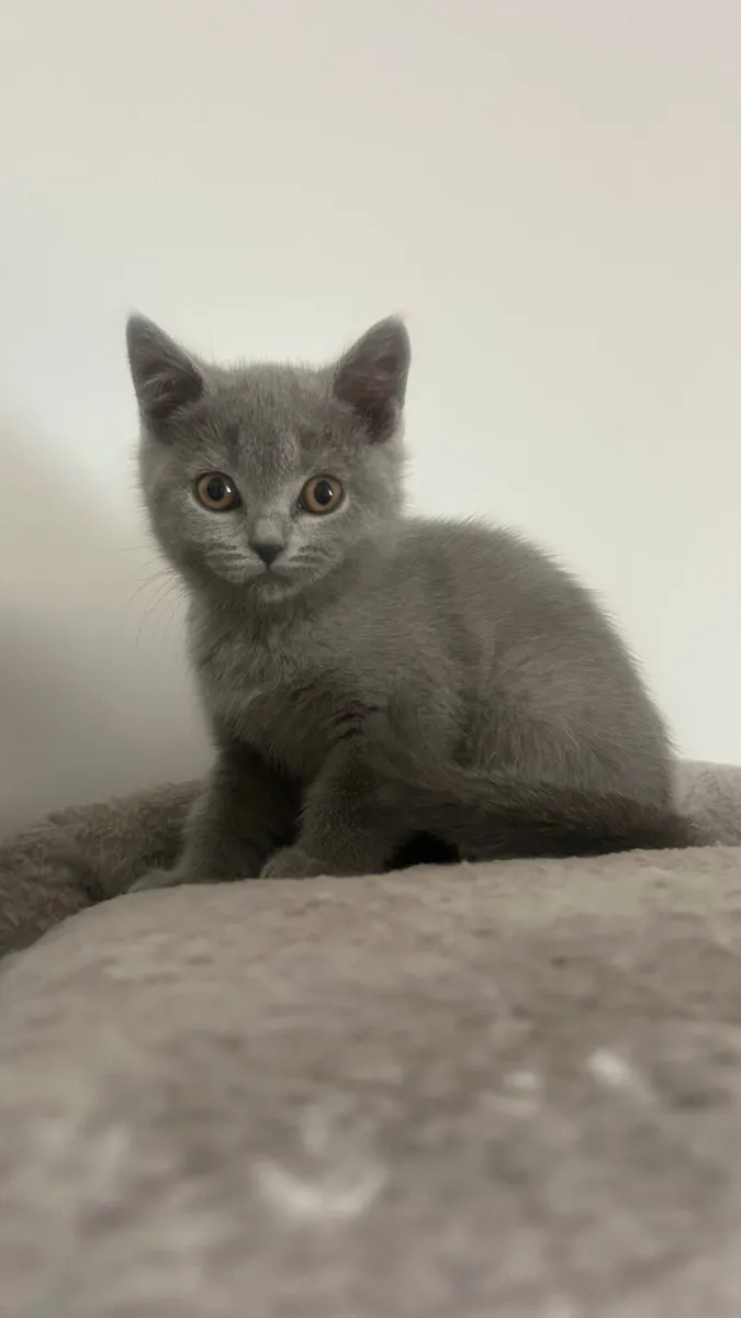 British Blue kittens purebred - Image 1