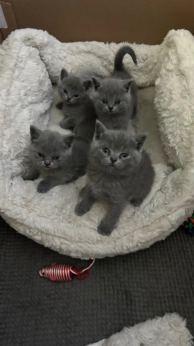 British Blue kittens purebred - Image 4