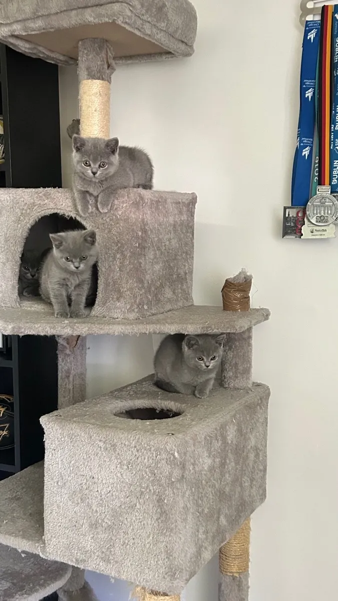 British Blue kittens purebred - Image 3