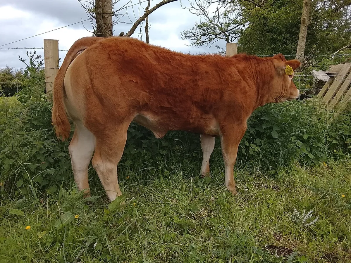 Pedigree Limousin Show Heifer - Image 1