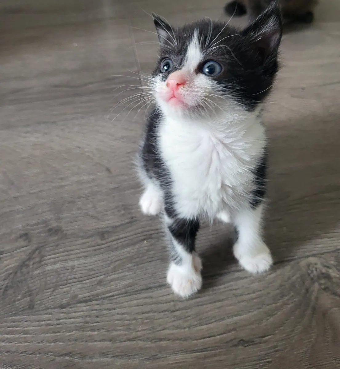 Sweet kitten - Image 2