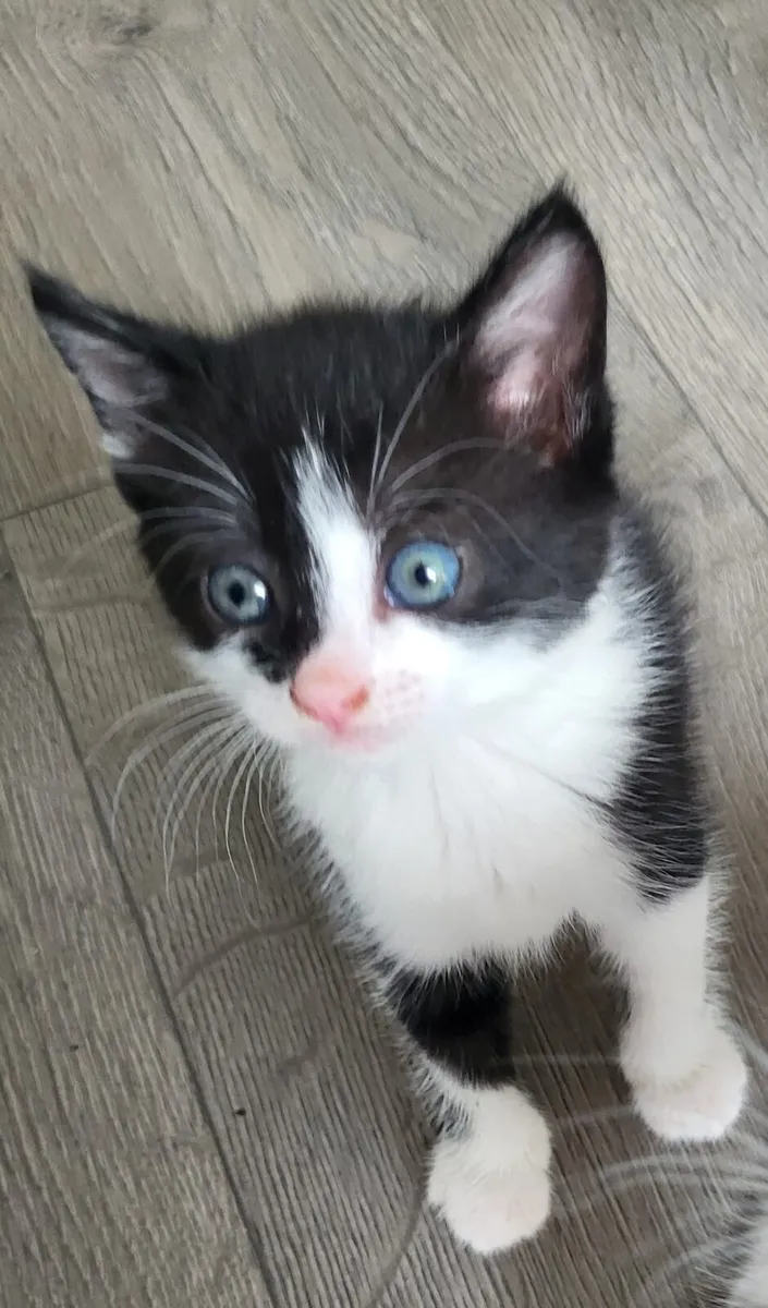 Sweet kitten - Image 3