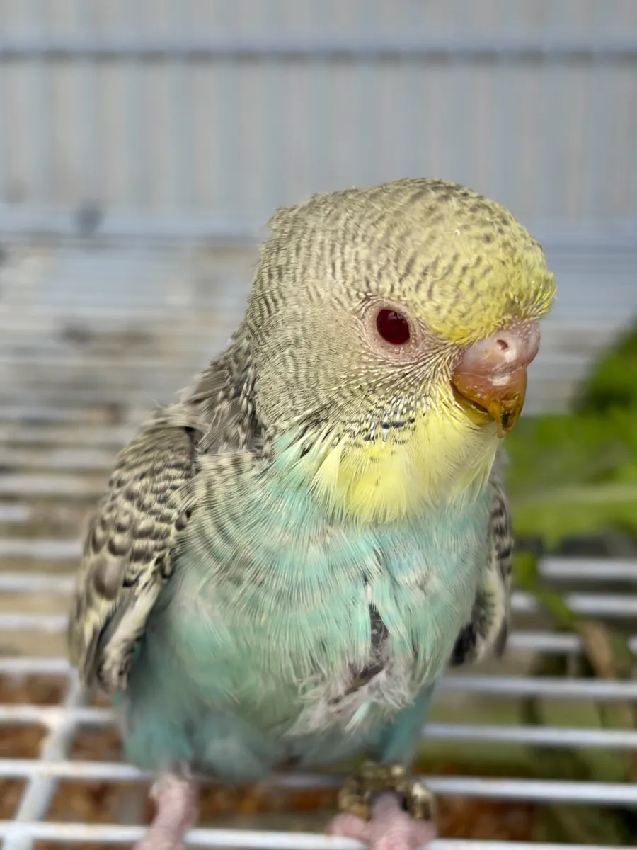 Black face and yellow face/Dun fallow budgies - Image 1