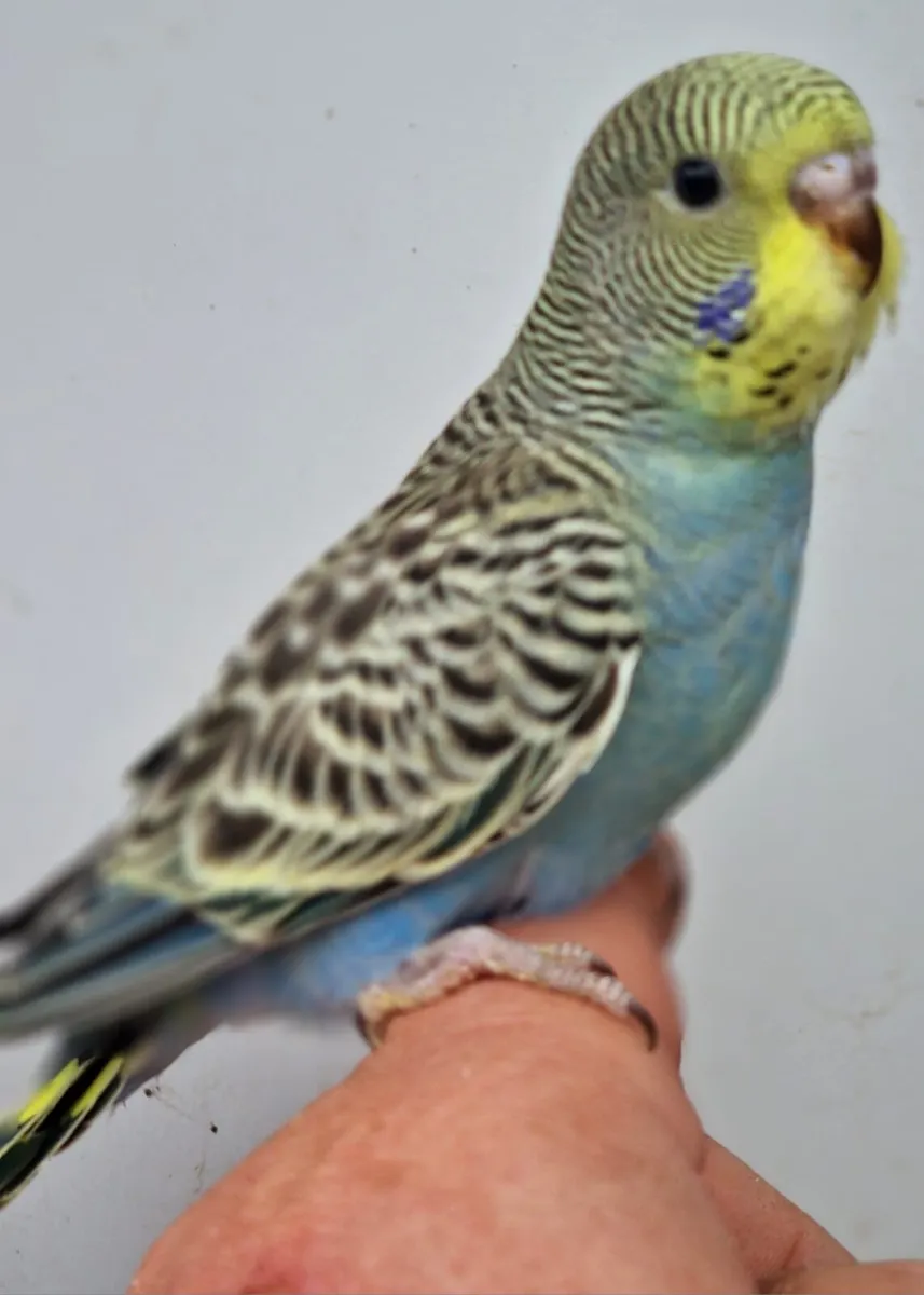 Black face and yellow face/Dun fallow budgies - Image 2