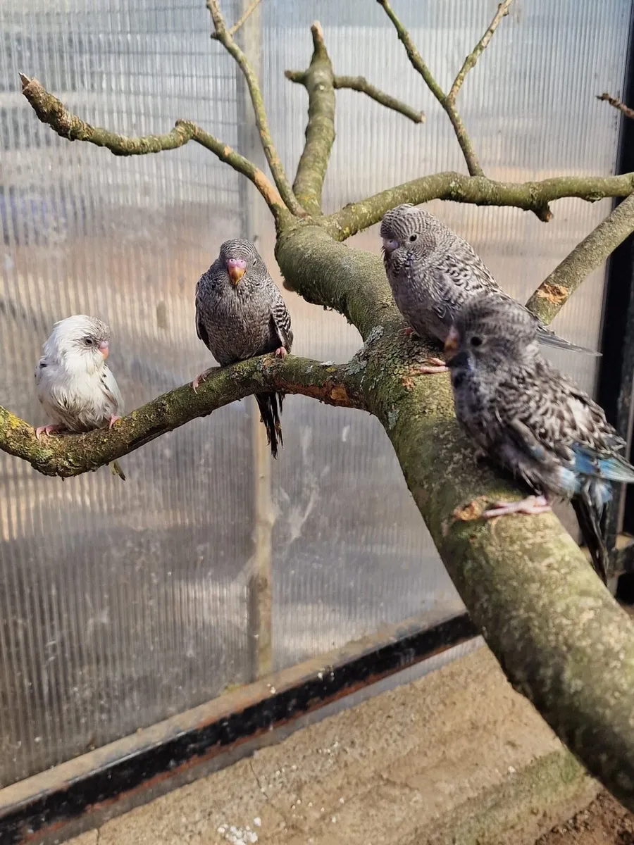 Black face and yellow face/Dun fallow budgies - Image 3