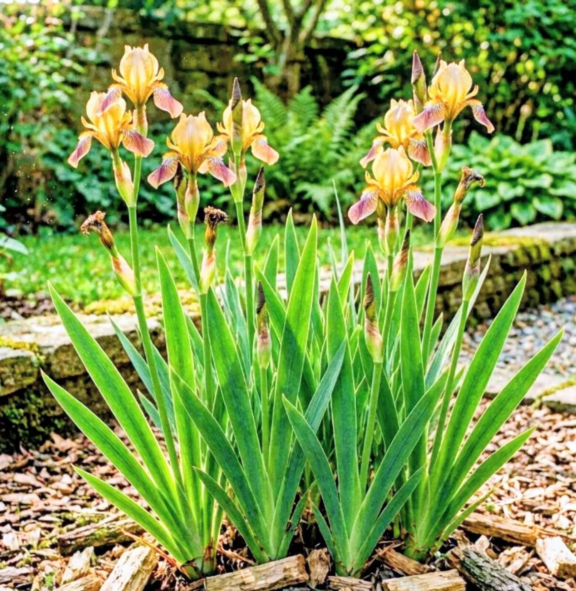 Iris Dry Shade Tolerant Evergreen Flower