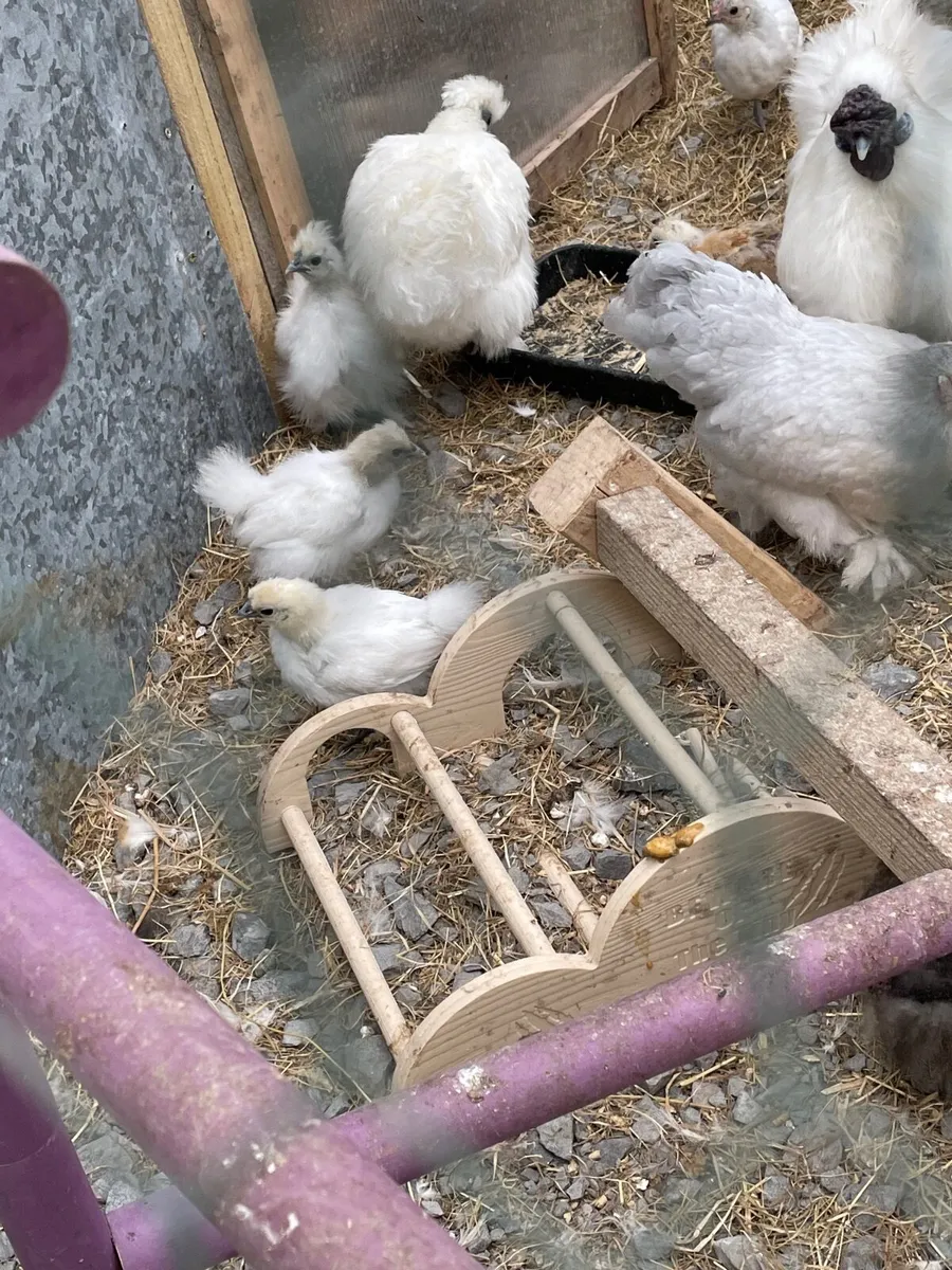 White silkie chicks and Goslings - Image 2