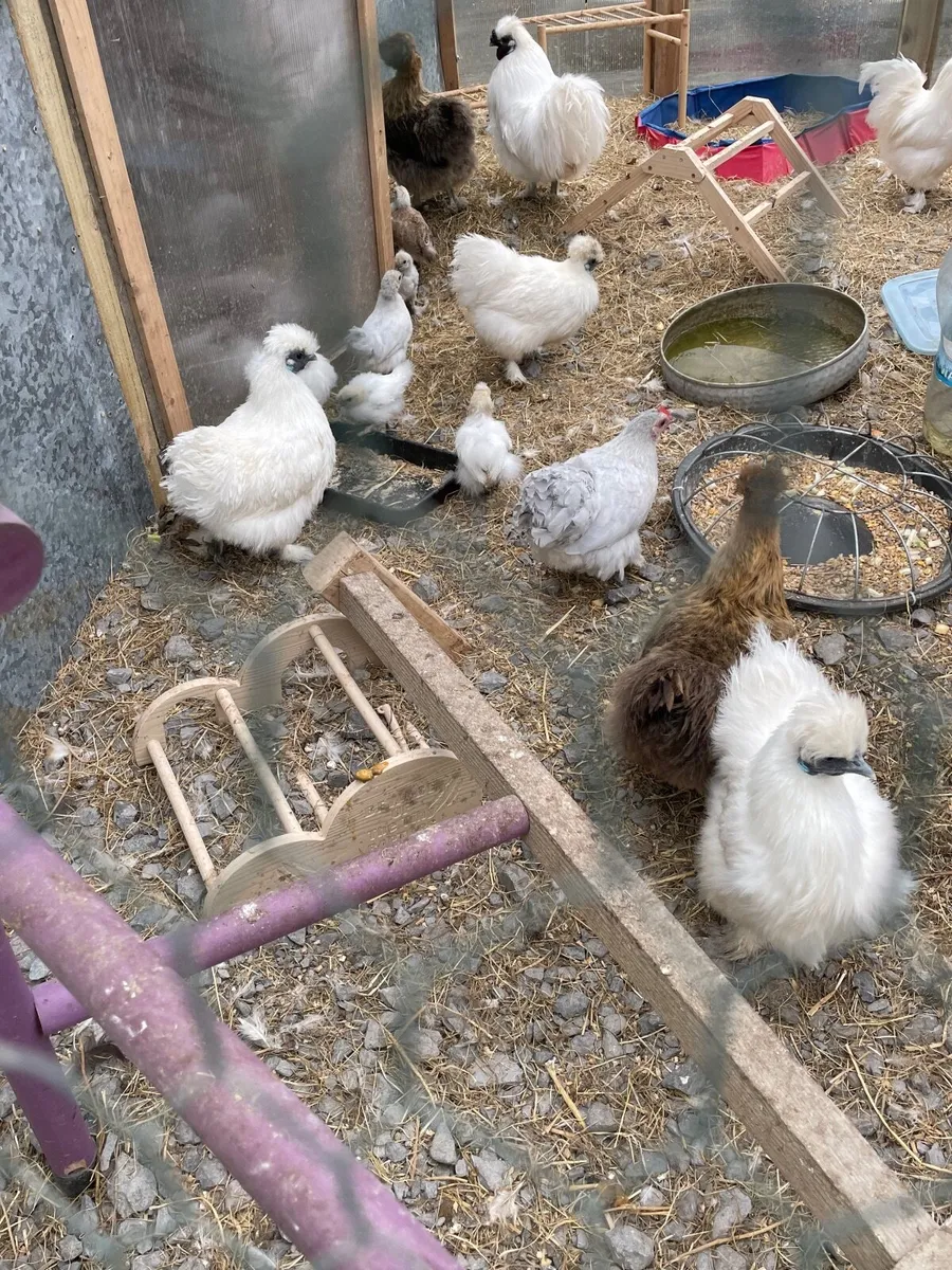 White silkie chicks and Goslings - Image 1