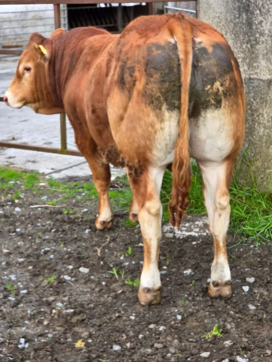 Pedigree Registered Limousin Bulls - Image 2