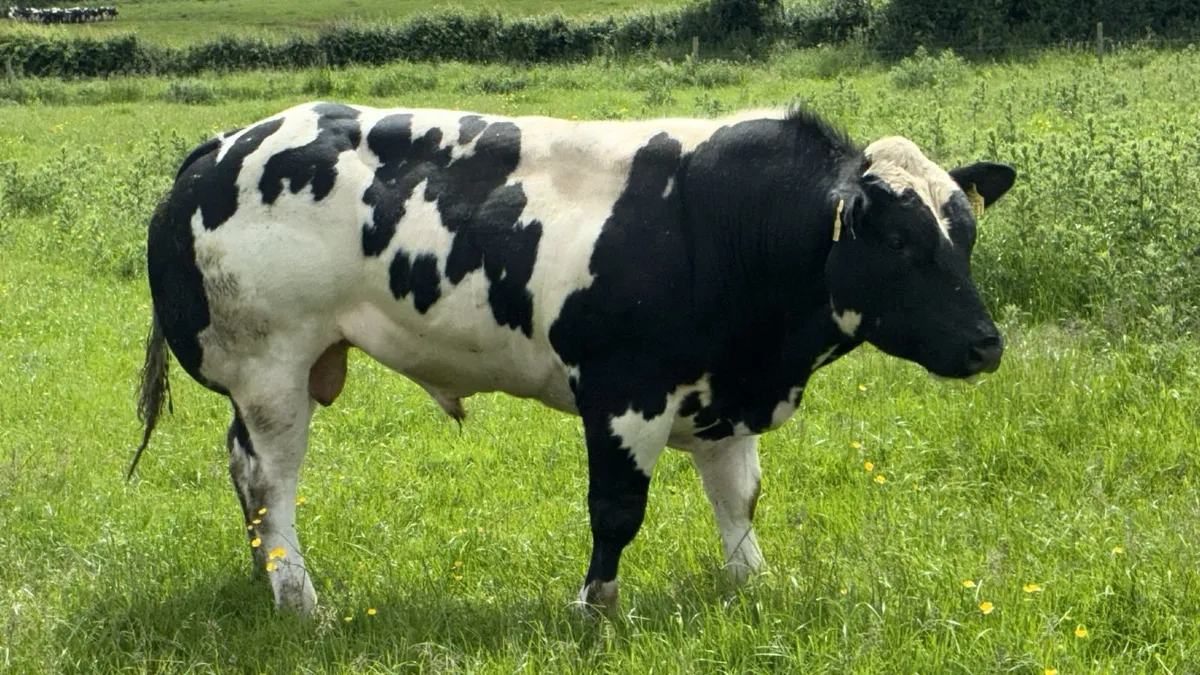 BB Bulls - Image 1
