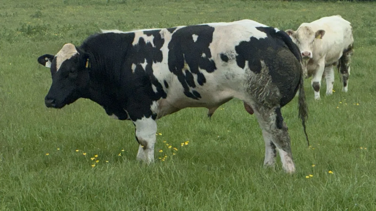 BB Bulls - Image 2