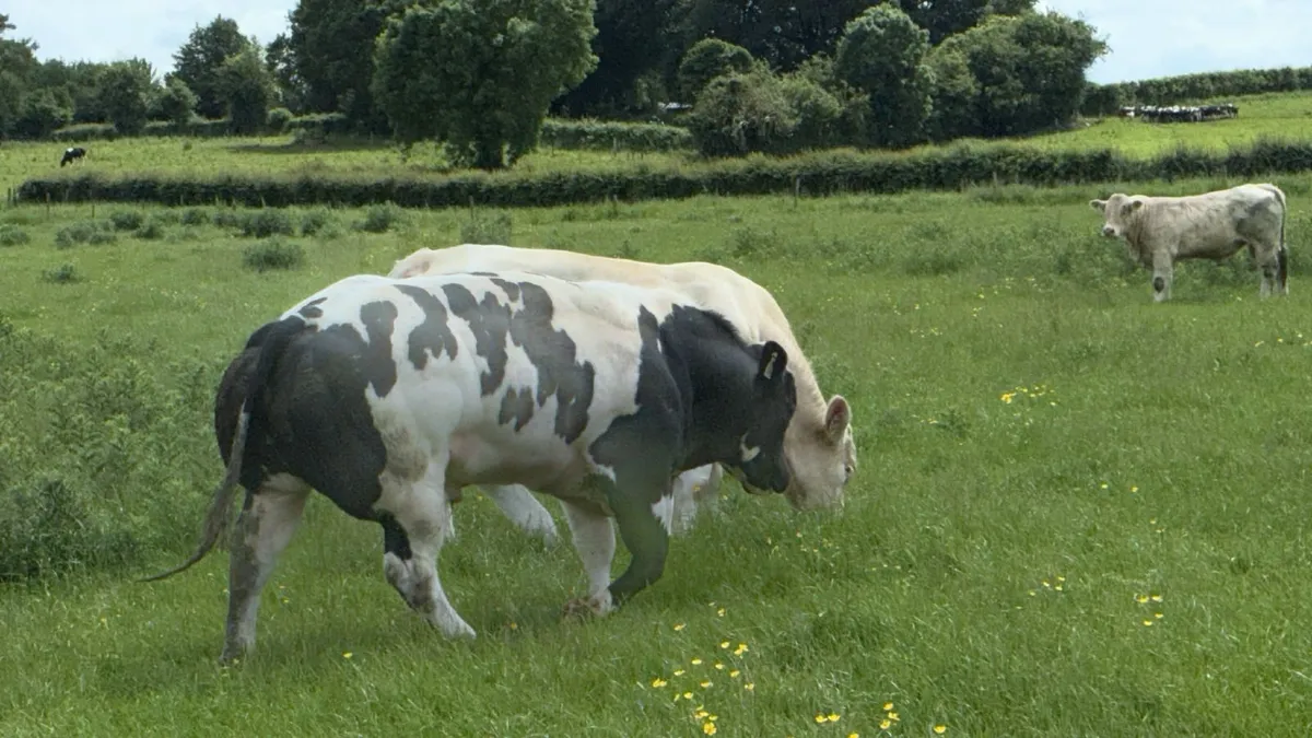 BB Bulls - Image 4