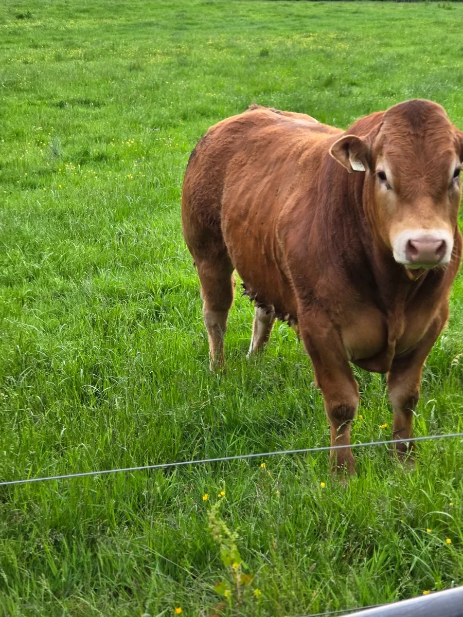 Pedigree Registered Limousin Bulls - Image 1
