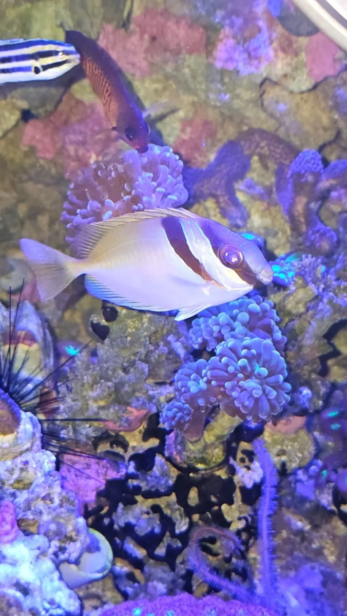 Rabbitt fish - Image 1
